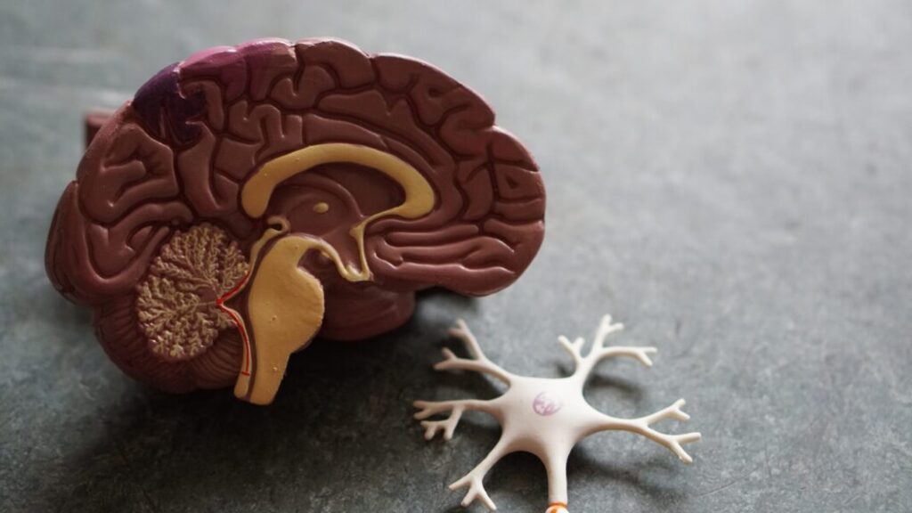 Andreia Sá Neuropsicologia 2